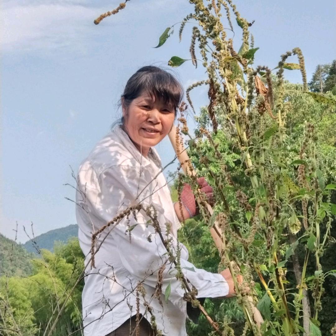 阿兰