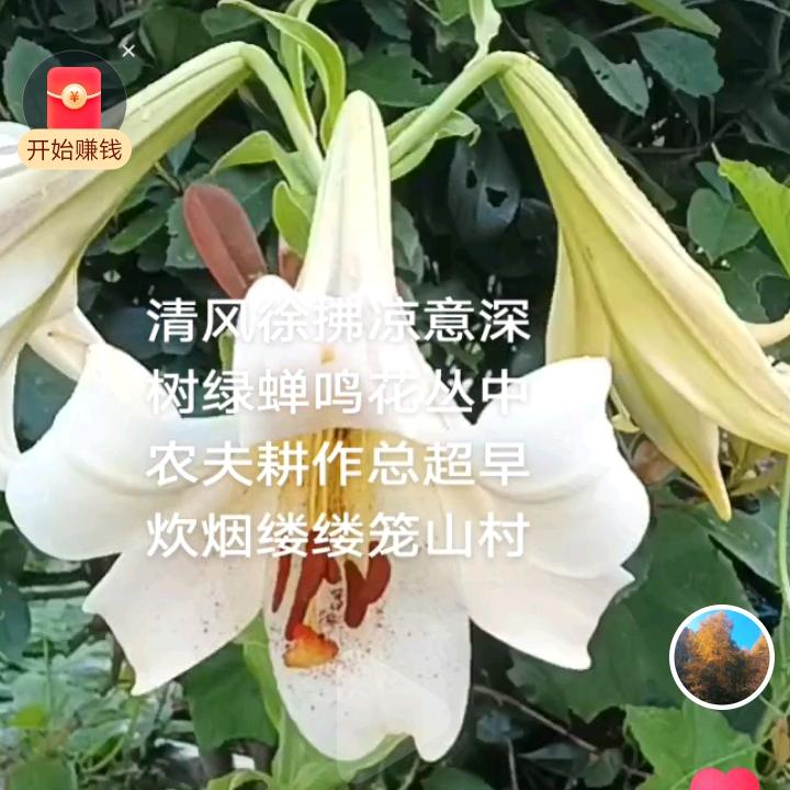 青林慧雨