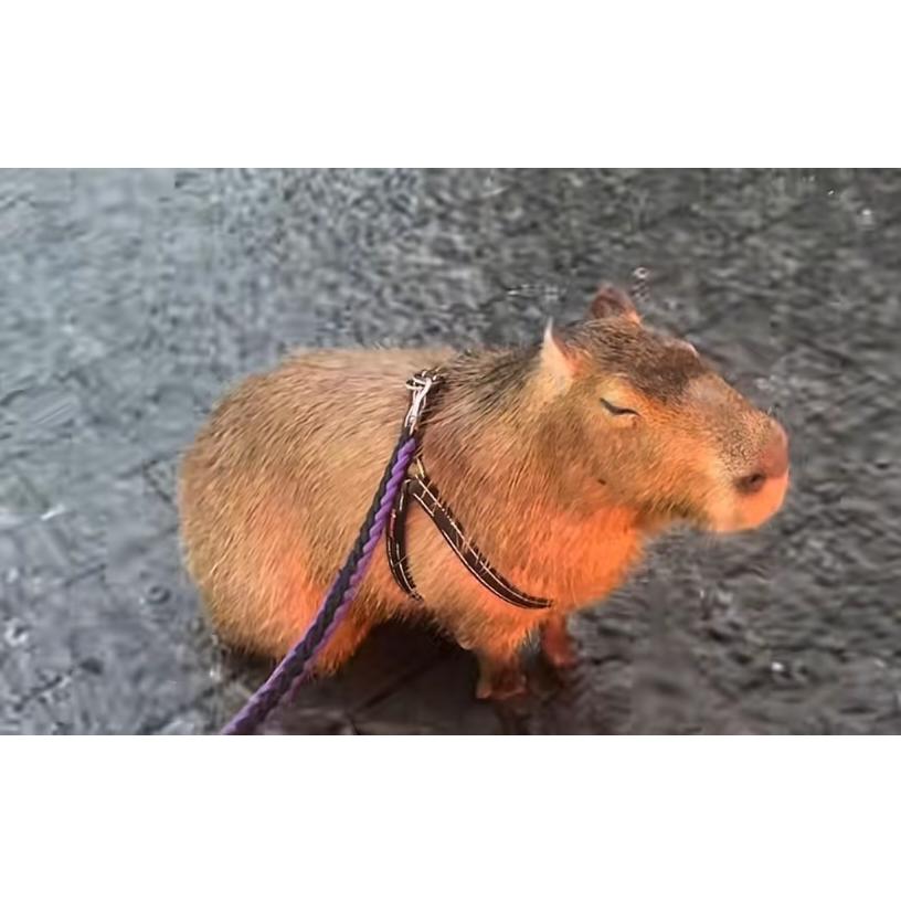 🧷🪪用户耍抖音 📝📌