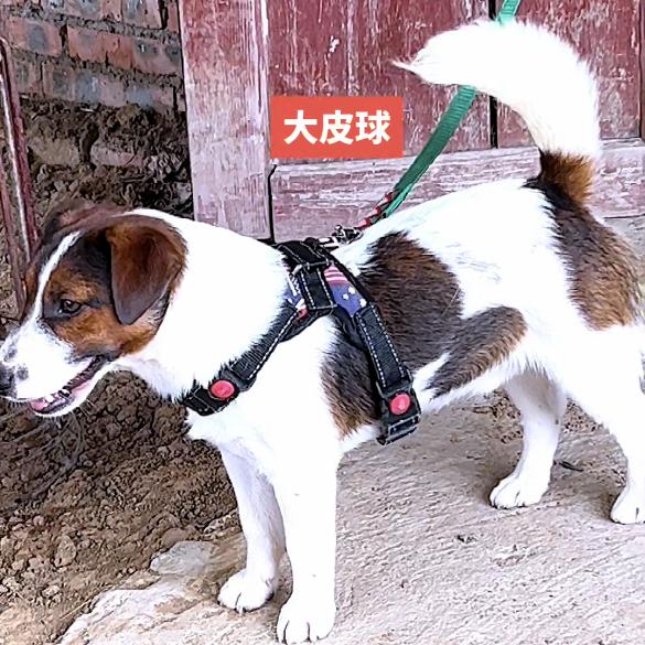 航飞杰克大家庭