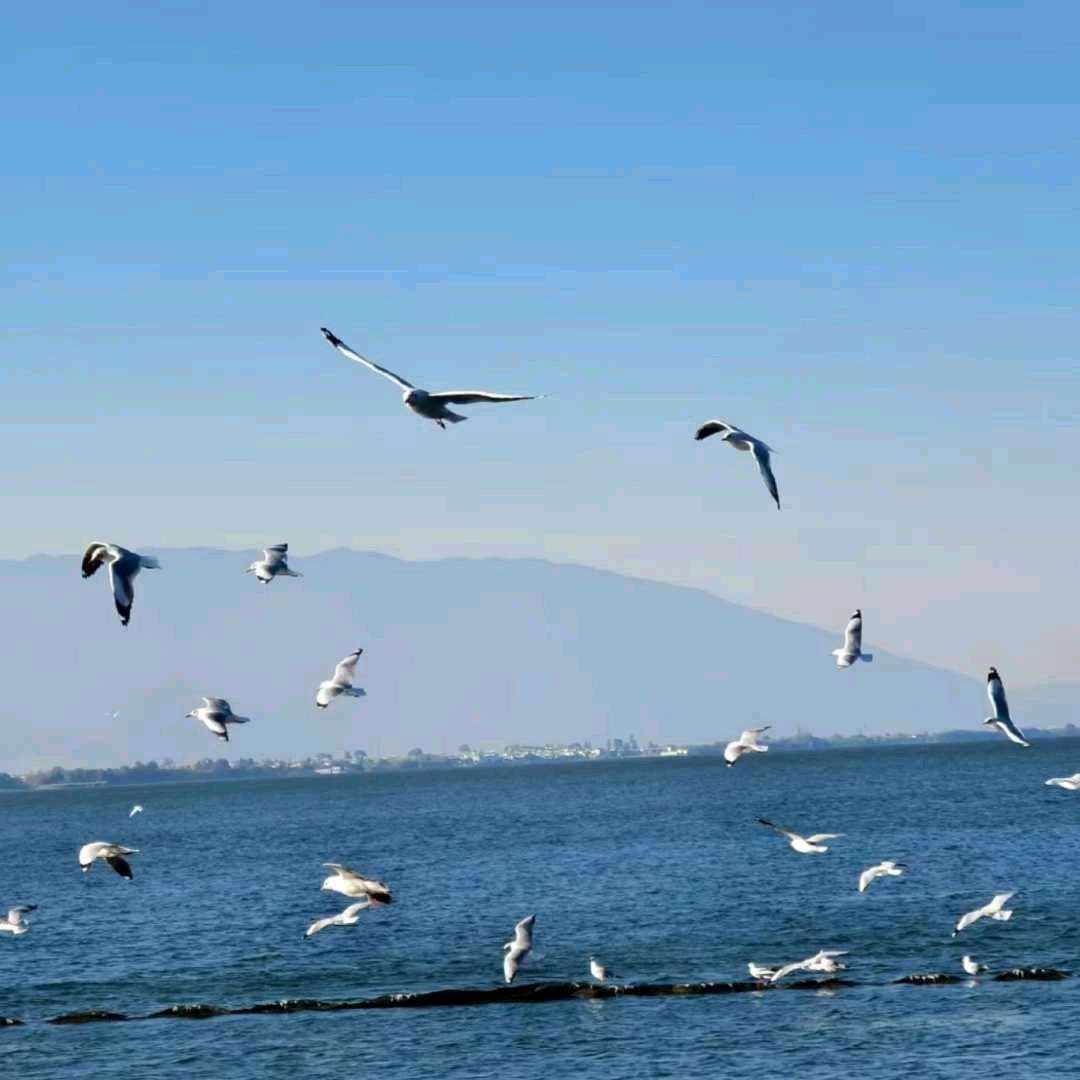 墨染🕊️残阳♥