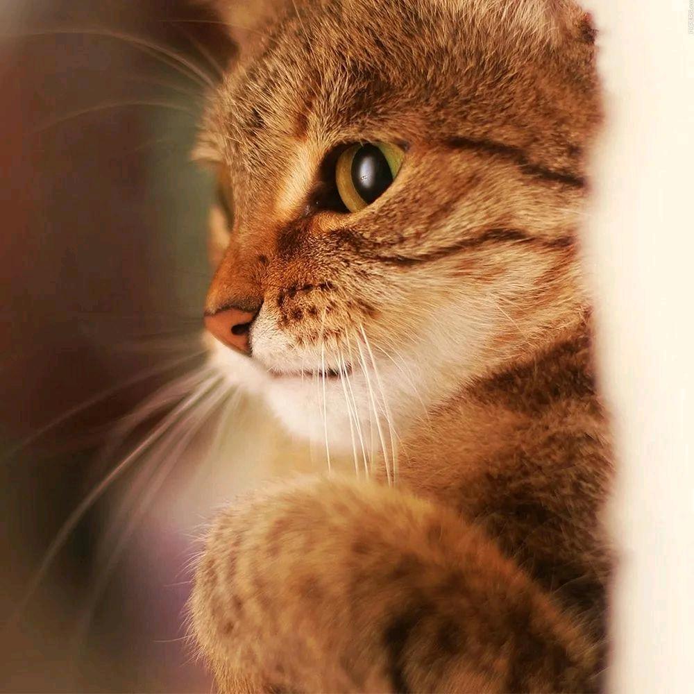 小懒猫