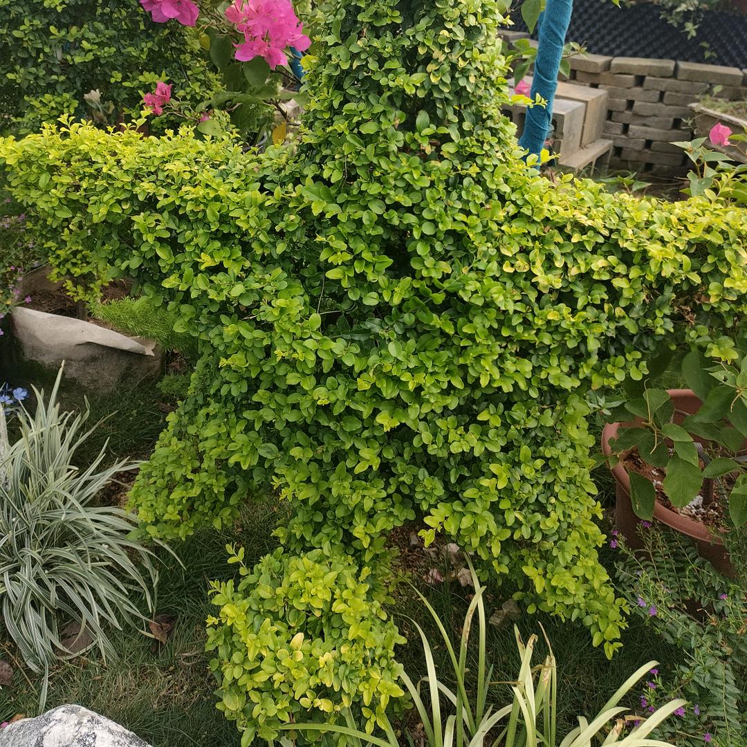 顺意