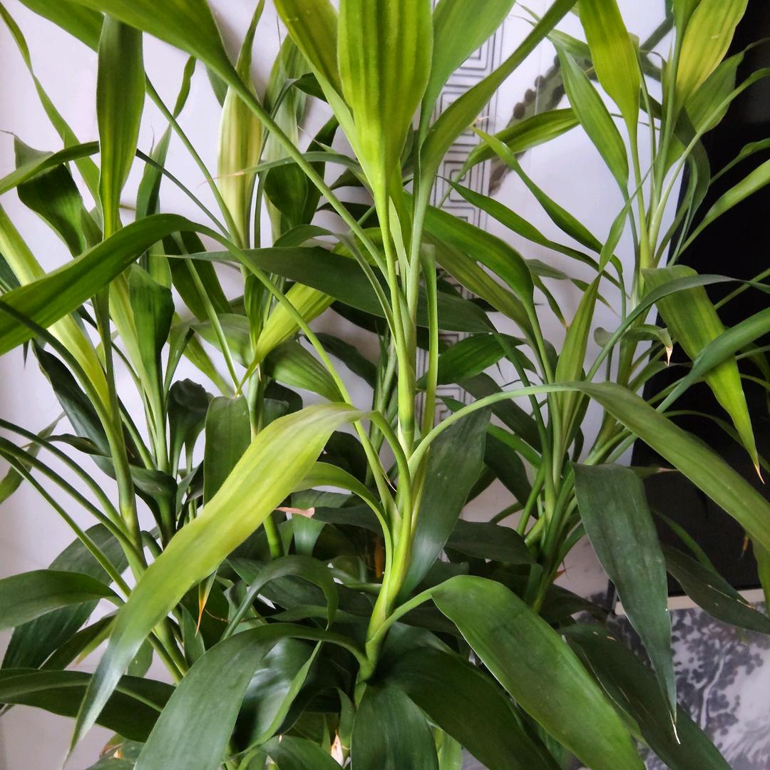 向日葵的微笑。