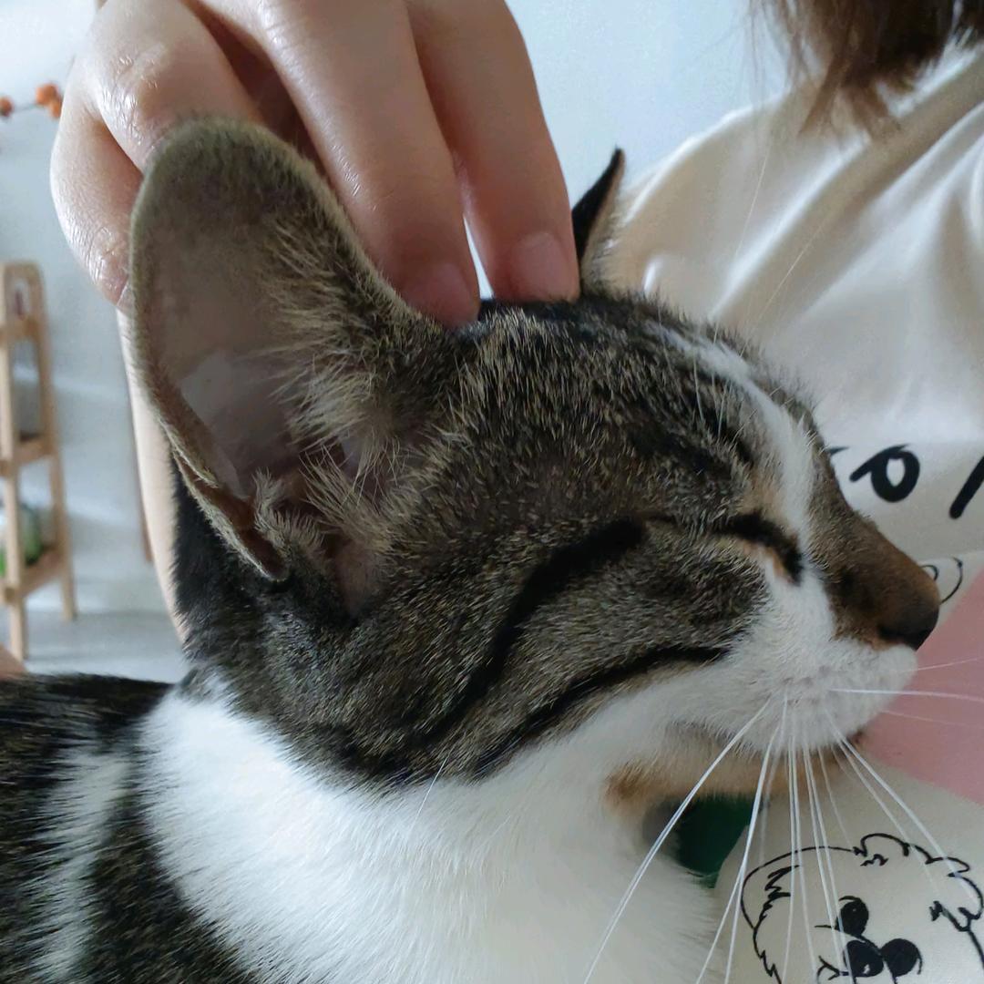 臭小咪(˵¯͒〰¯͒˵)
