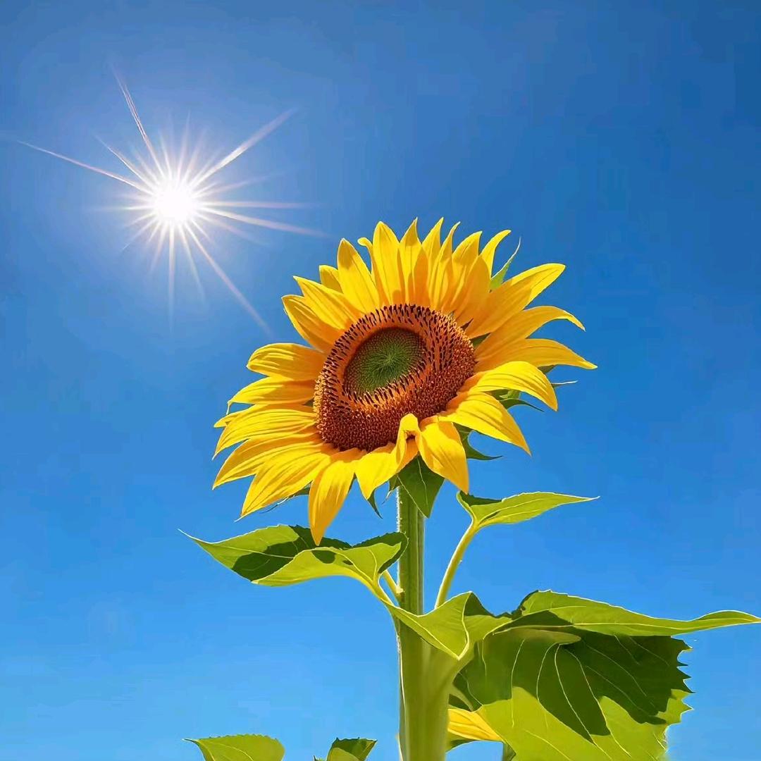 鸭恋虾火锅鱼