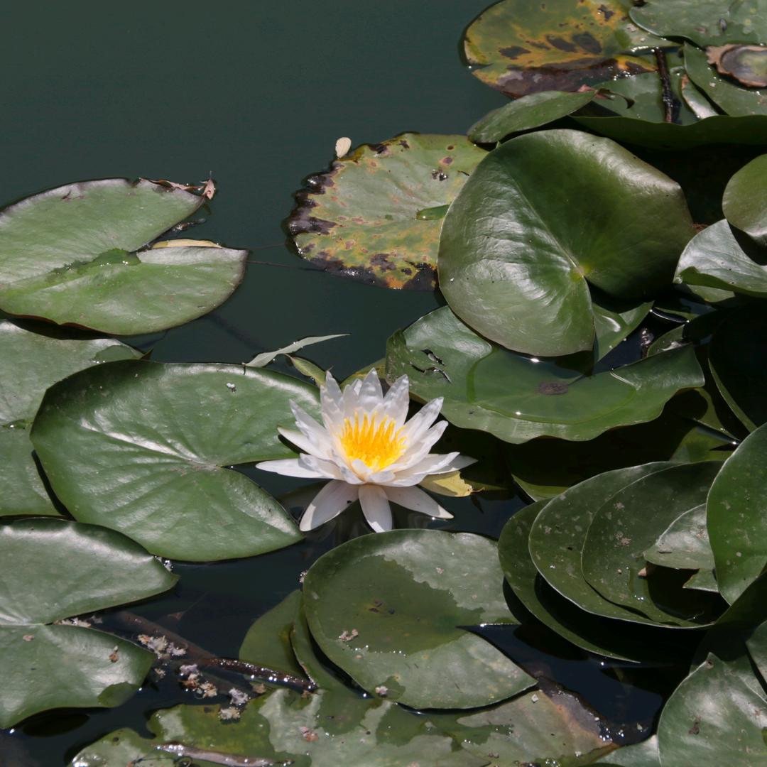 𝓪𝓵𝔀𝓪𝔂𝓼