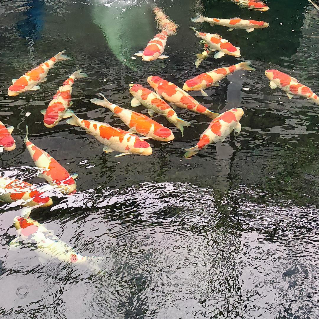 握手言欢(拒绝来电、看视频、加微)