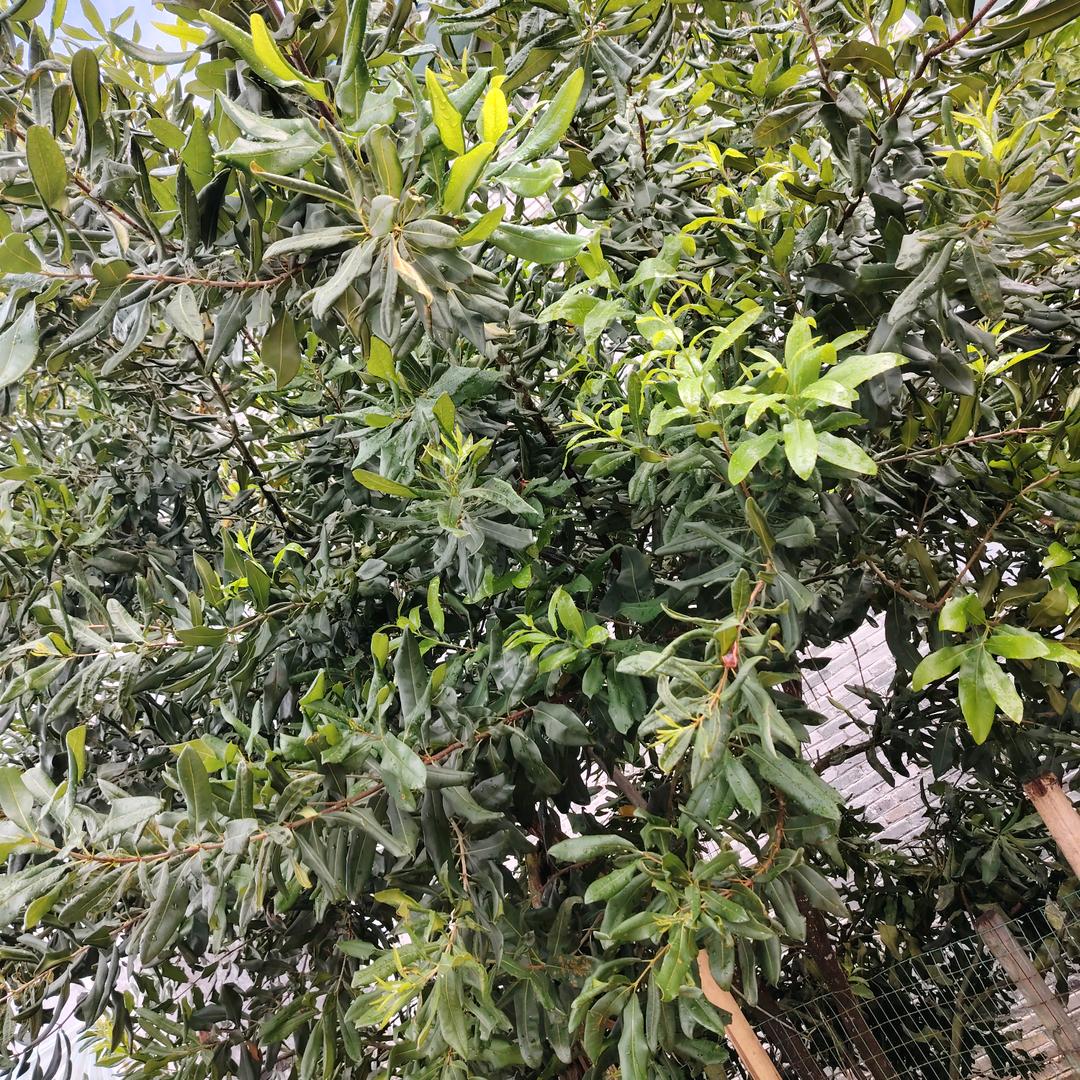 团 lLiOOPOOIIIIIIII9