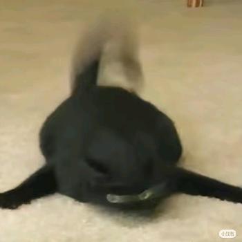 阿米豆腐