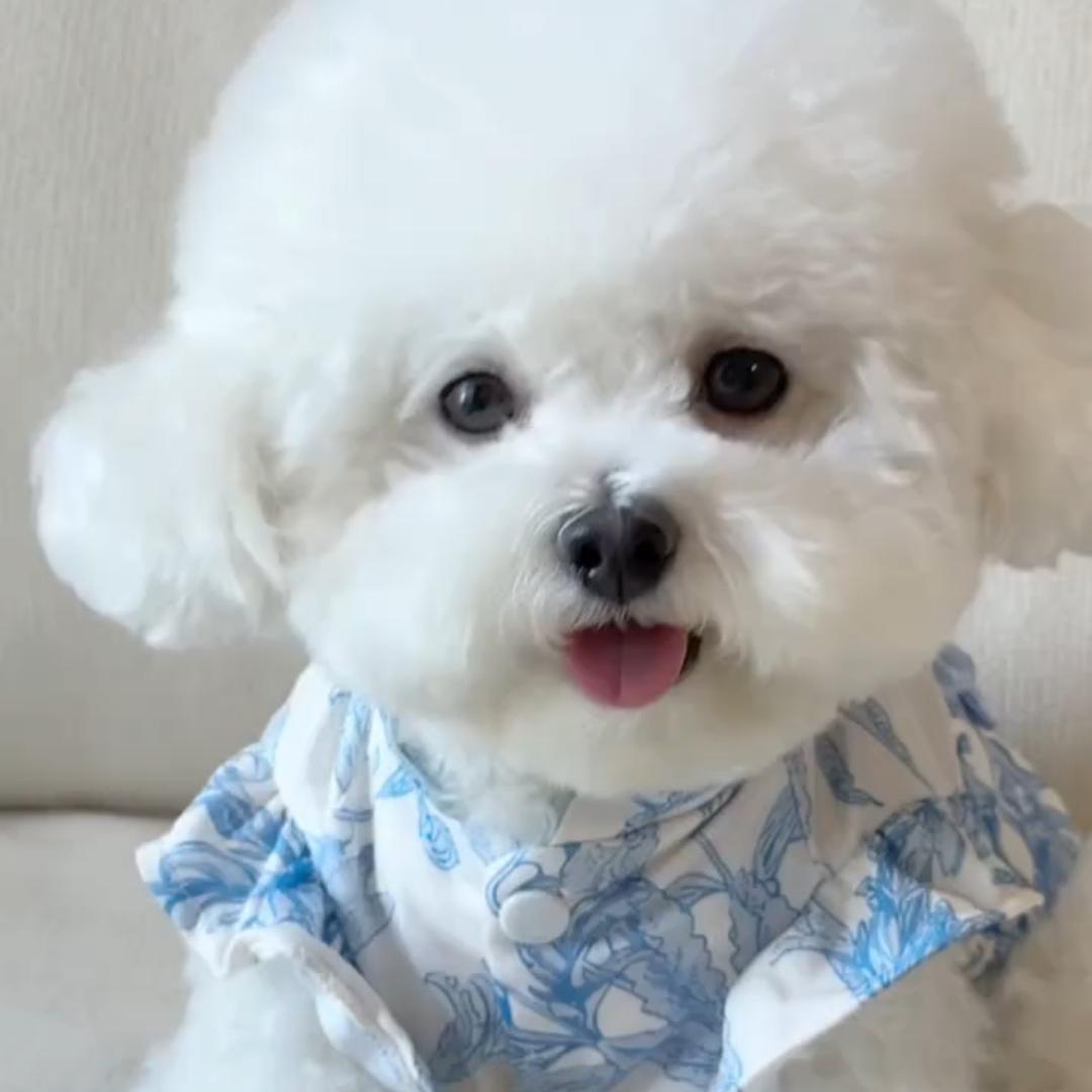 小九好物