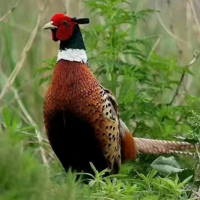 玉梅商贸严选铺子