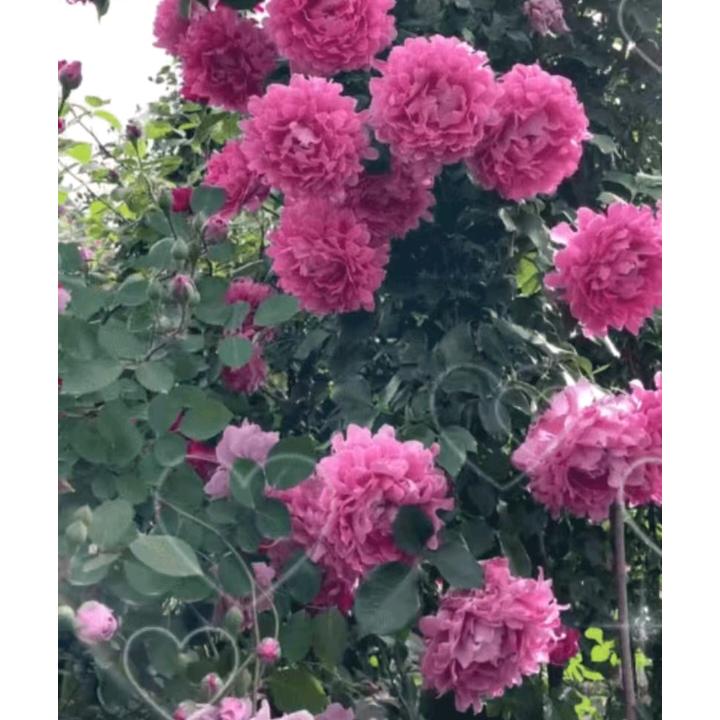 一生有你