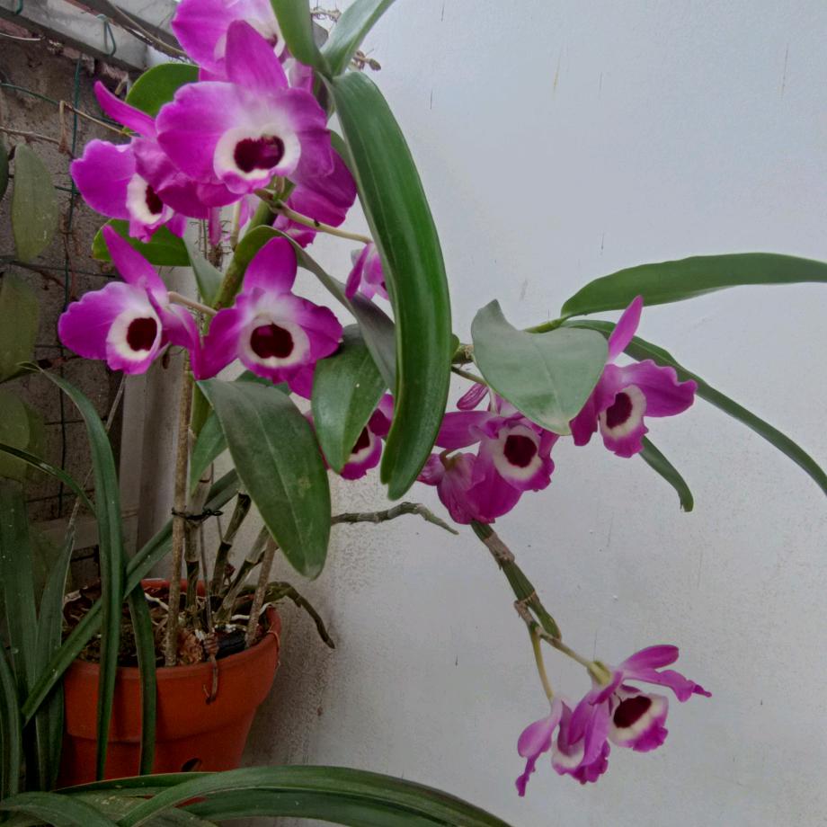 瑶家原生态特产