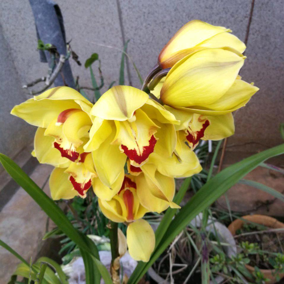 W,花朵