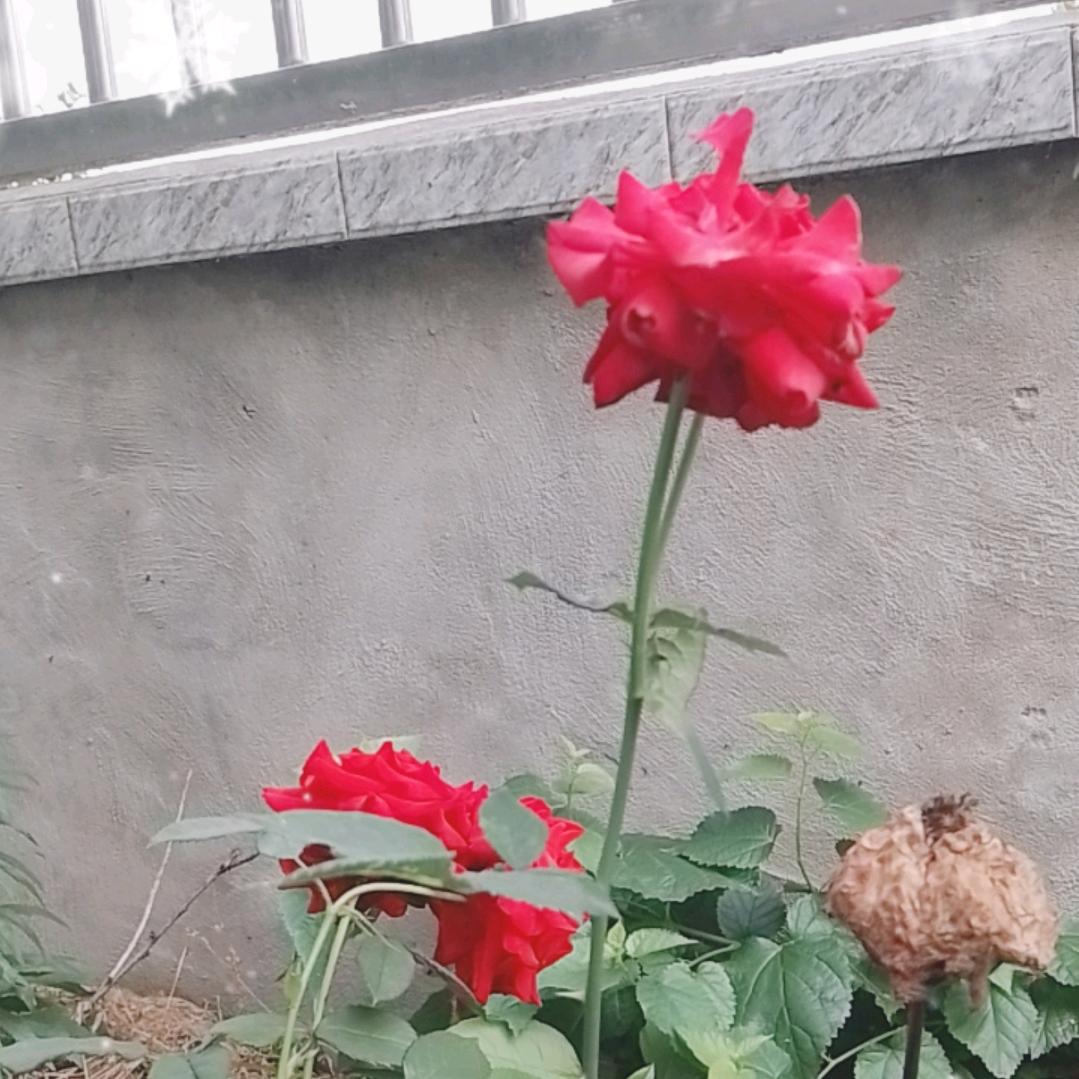 四宝奶奶