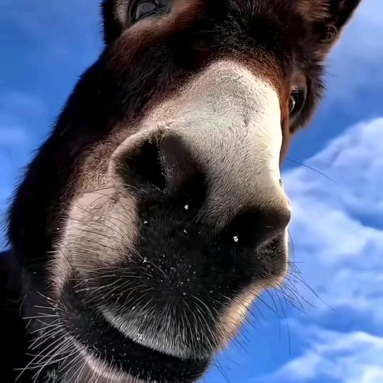 。，。，