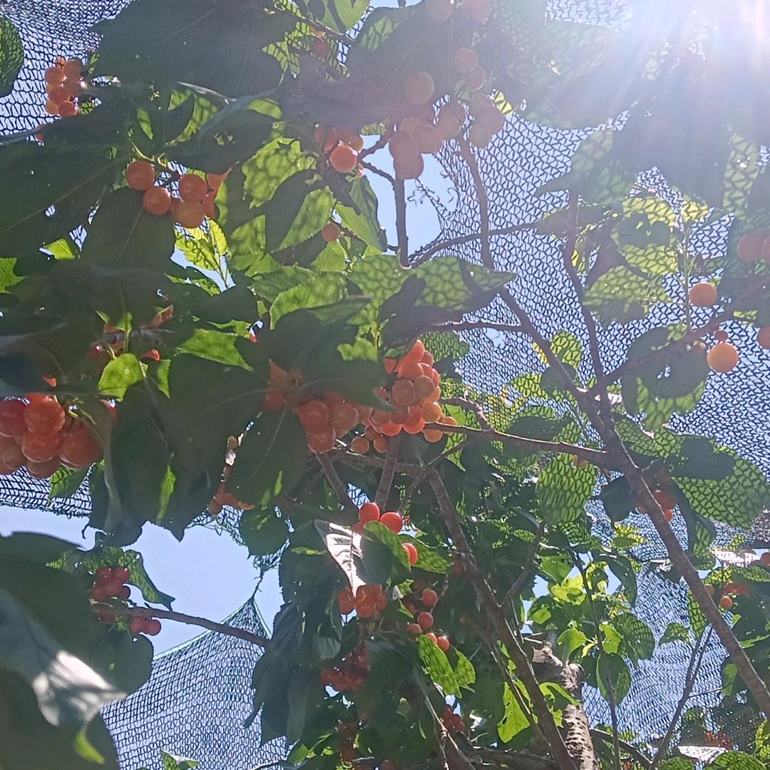 风雨中
