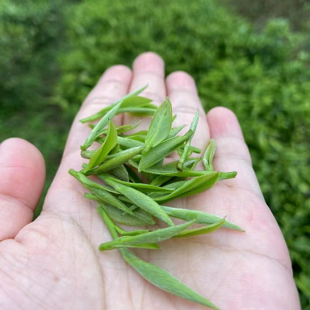 千山暮雪茶叶