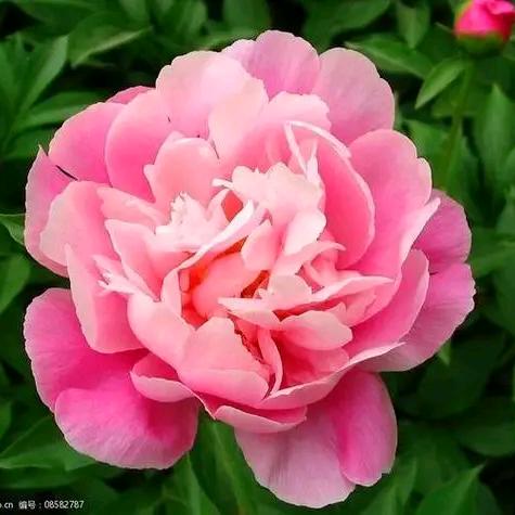 淡然(柚芝安之果业)
