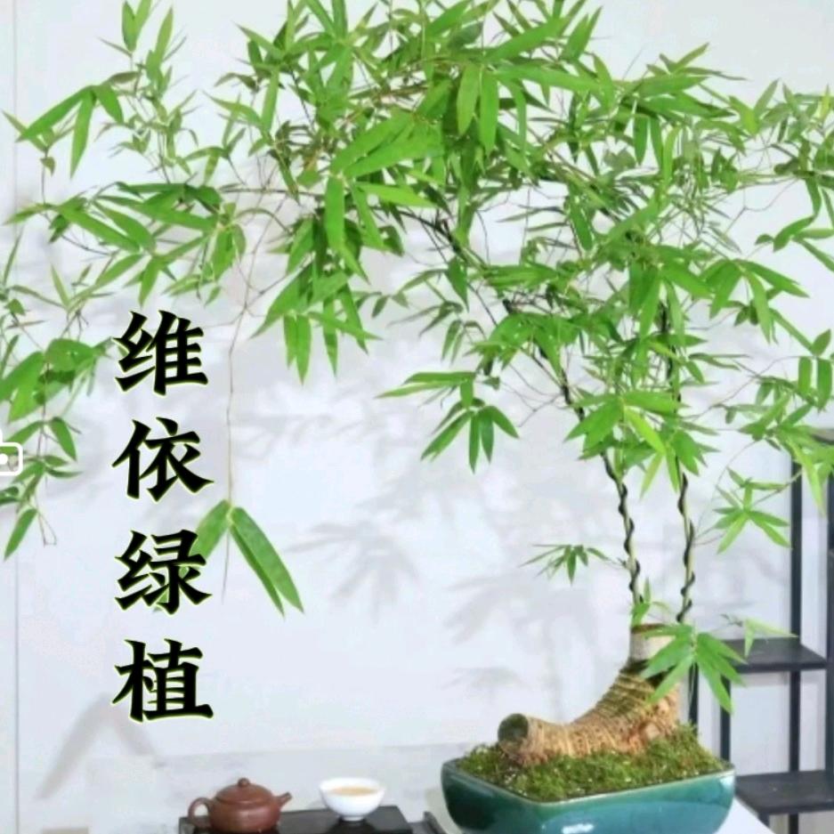 维依绿植