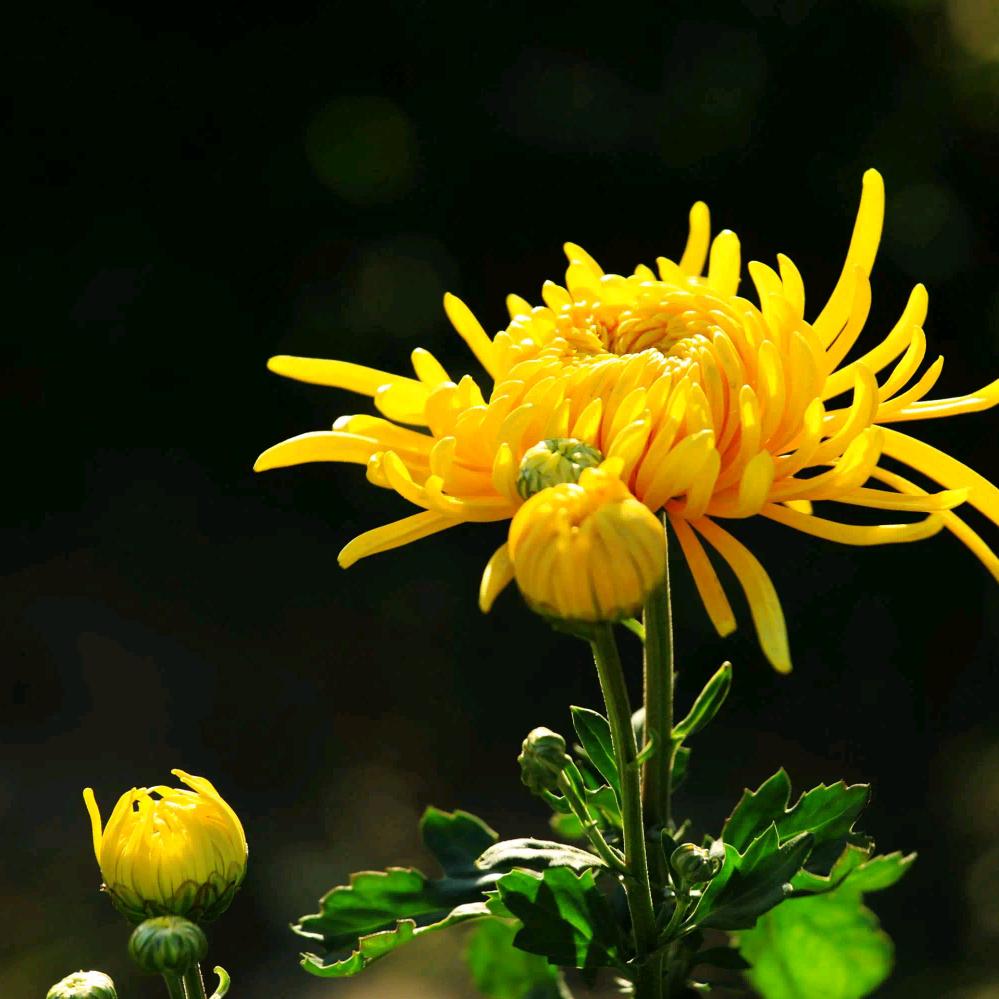秋 菊