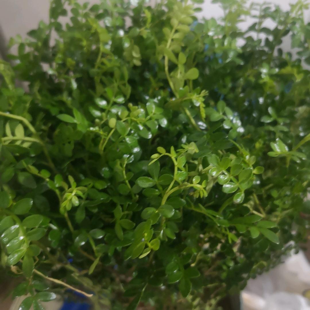 满天星头像