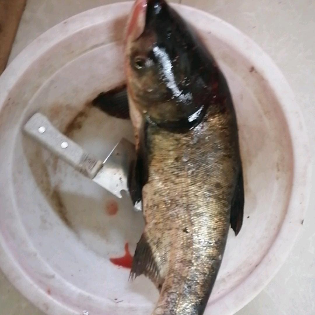 独钓江湖