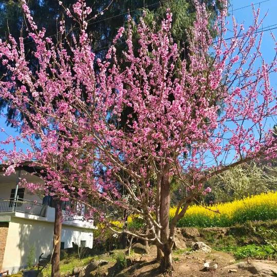 邹在乡间的小路上