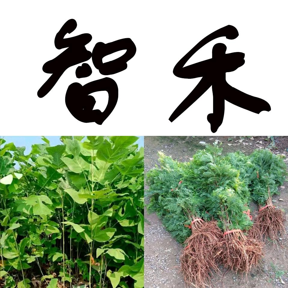 利川市智禾苗木有限公司