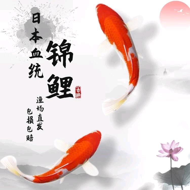 老吴锦鲤观赏鱼