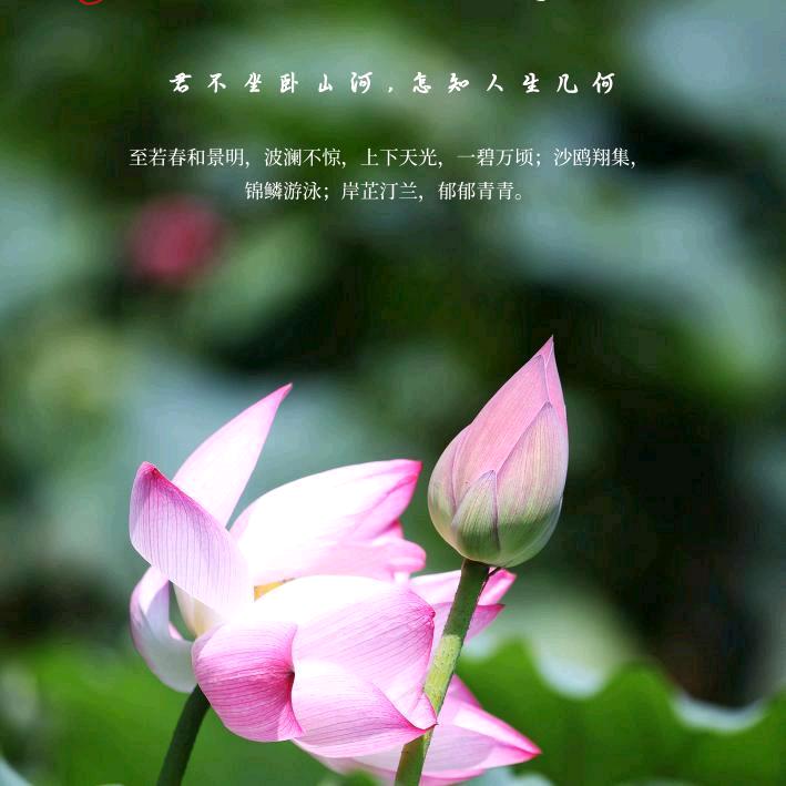 方圆 生姜购销代清洗加工