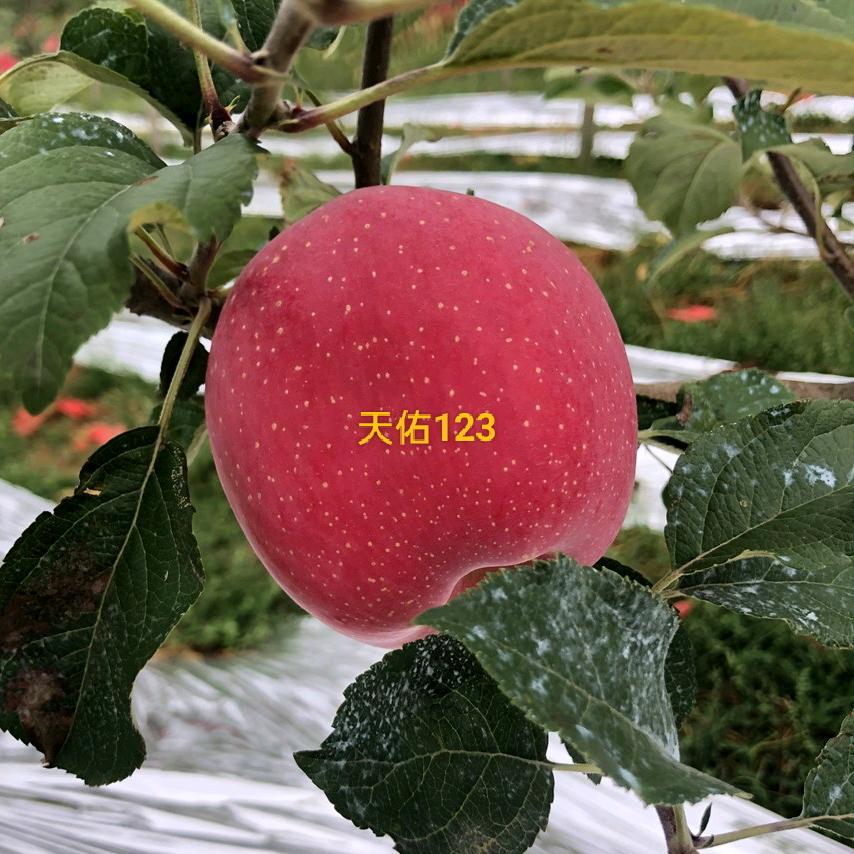 天佑123