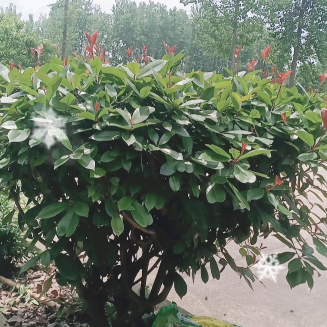 秋雨-