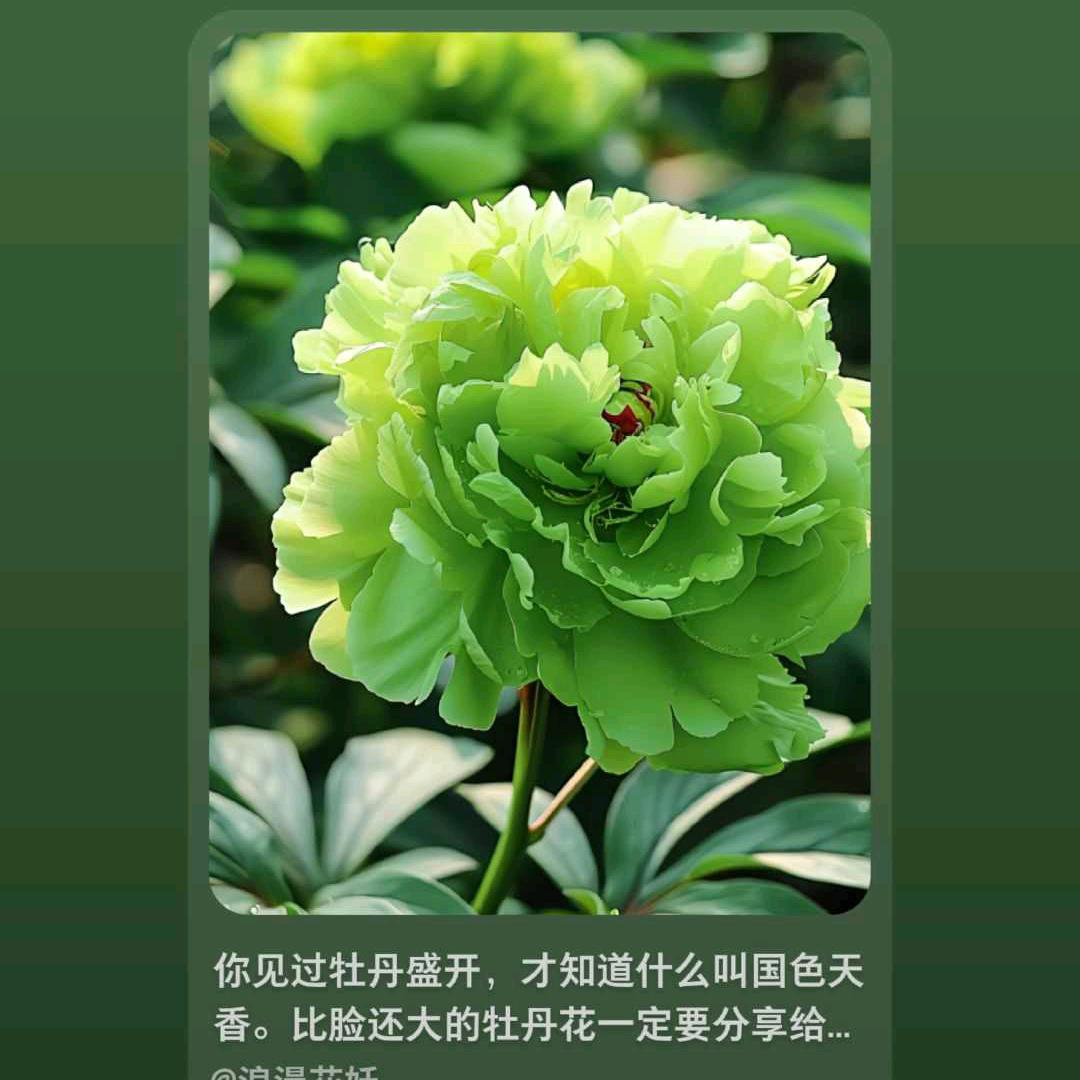 禅音