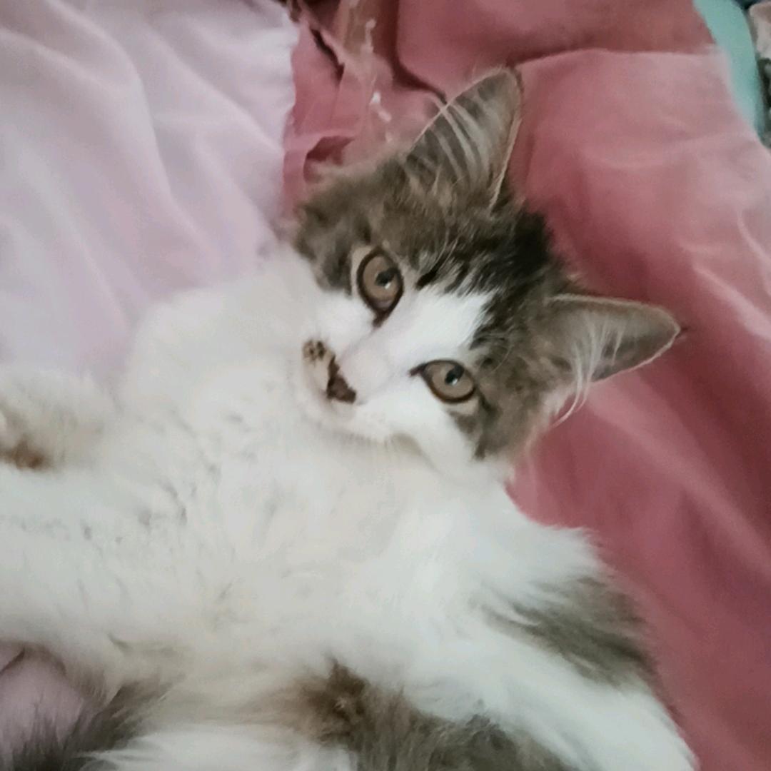 布丁是个女孩子