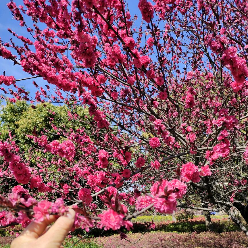 维鹏电器家电批发