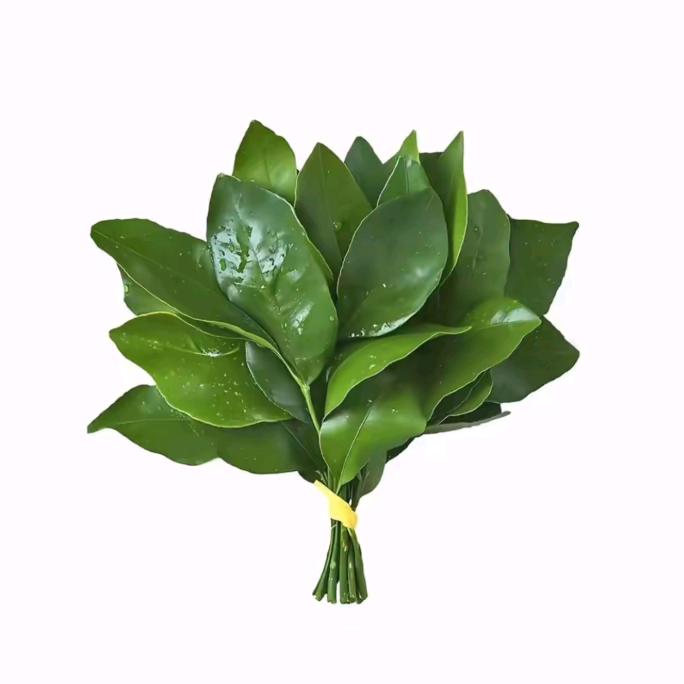 梓儿.🍉