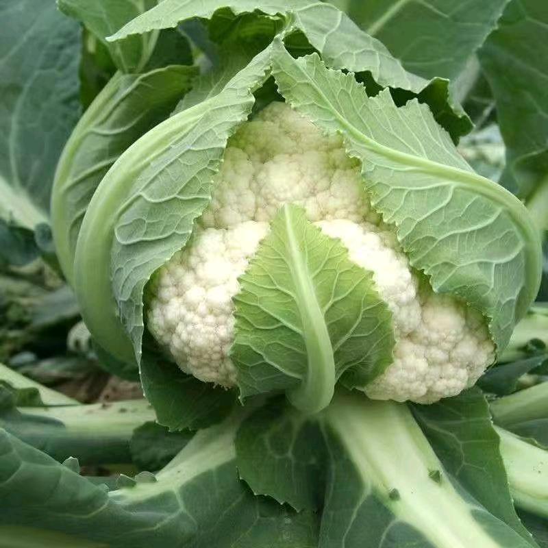 天门巧巧鲜蔬果