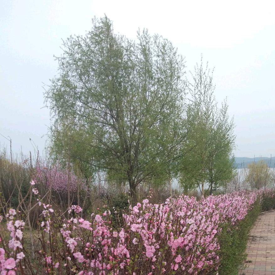 平平淡淡一