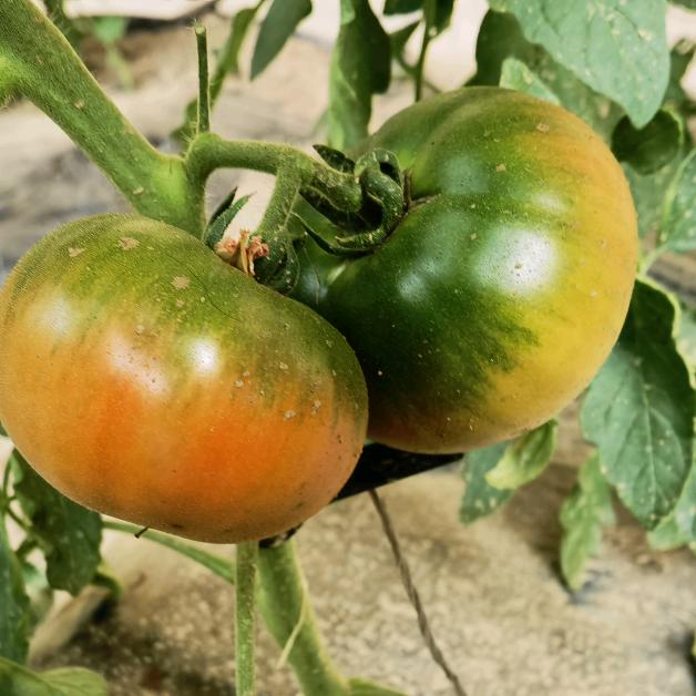 赤峰市盈华生态农业科技开发有限公司