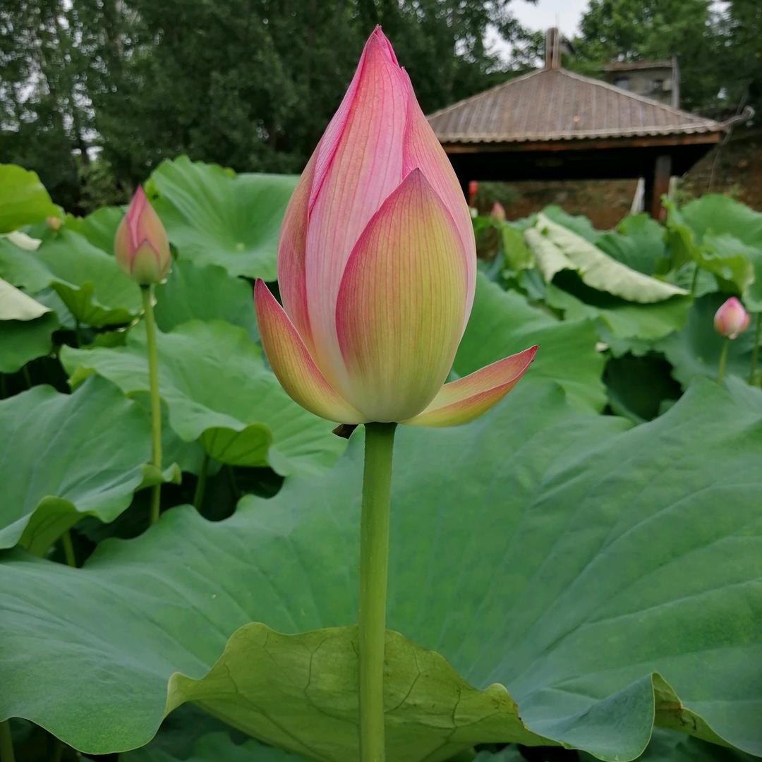 粉红色的回忆