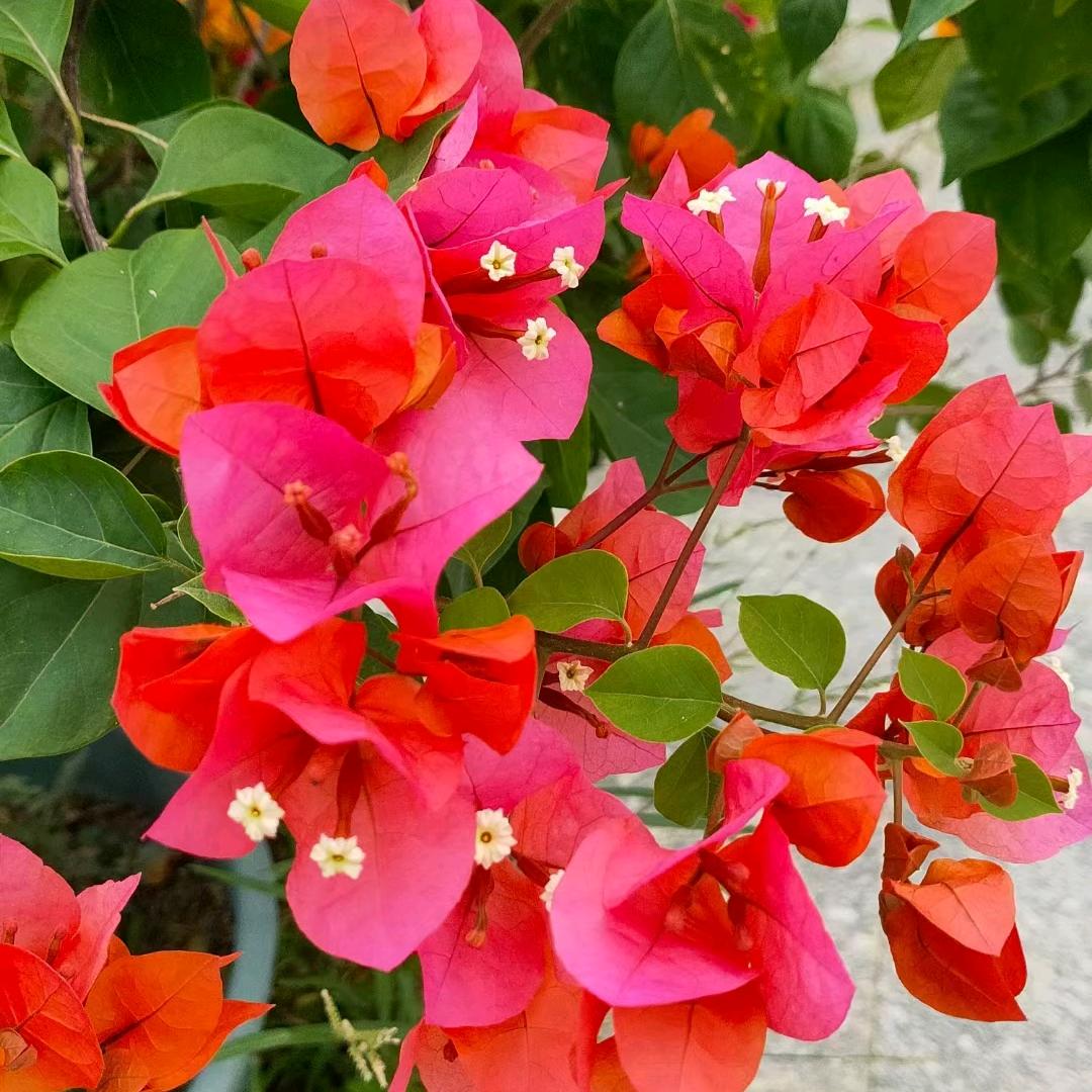 用户2327240985116花语