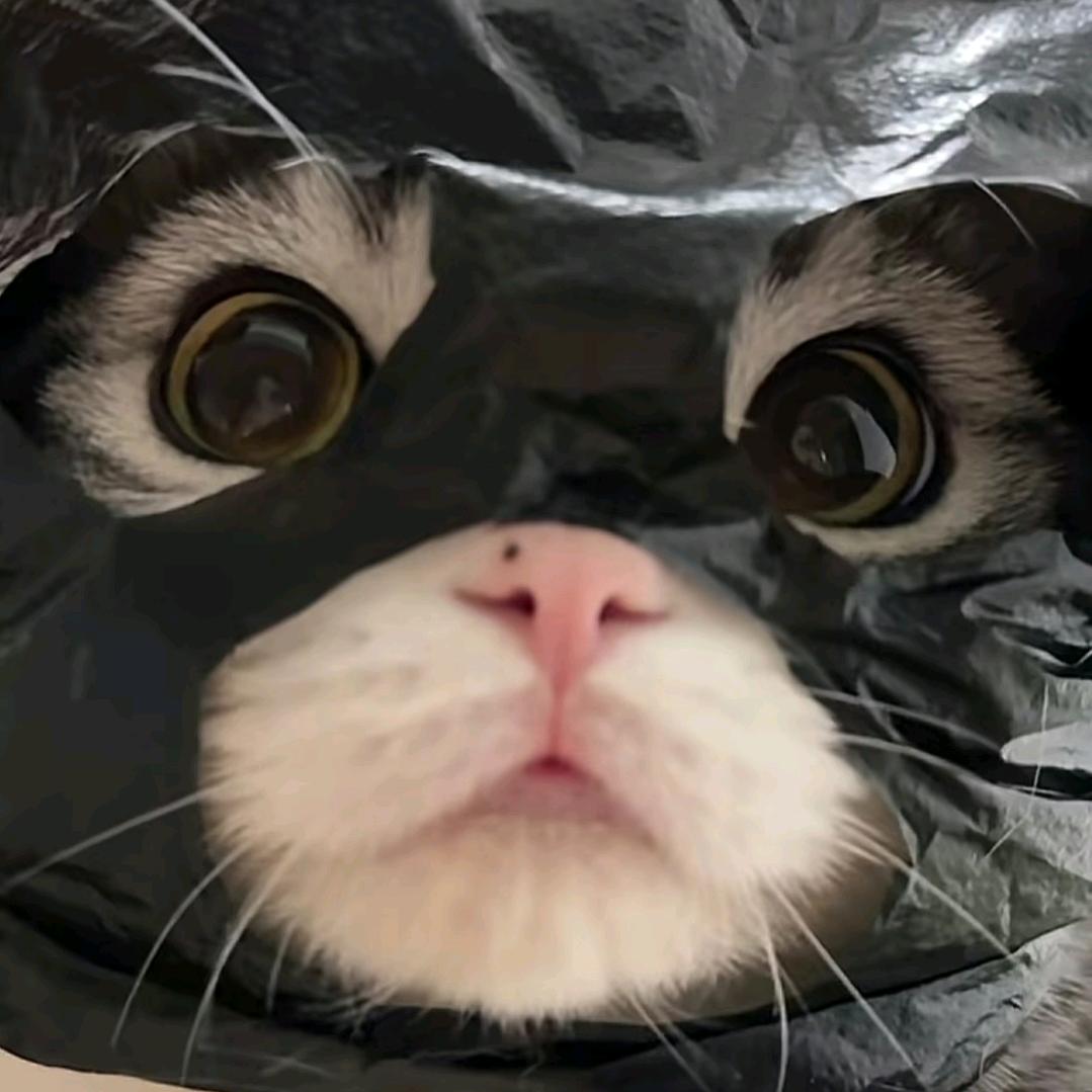 小猫猎手的记事本头像