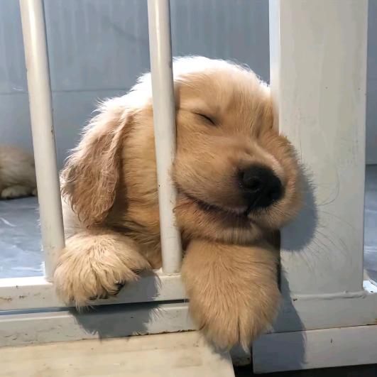 见怪更怪