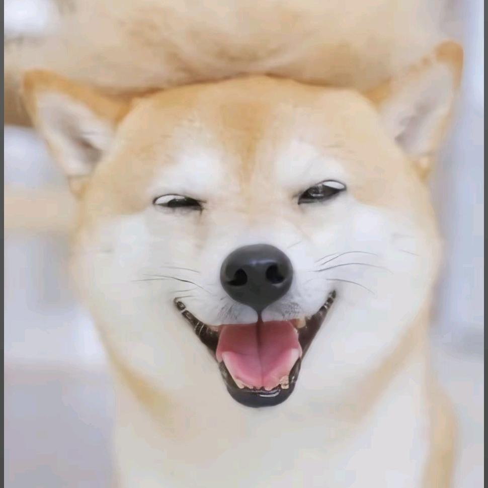 豆柴阿豆