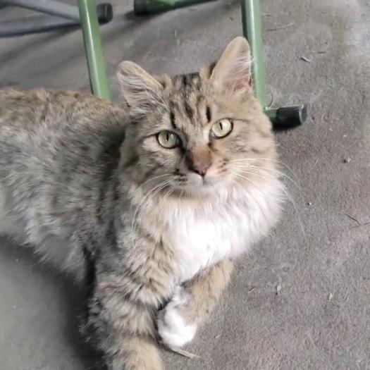 猫的天使
