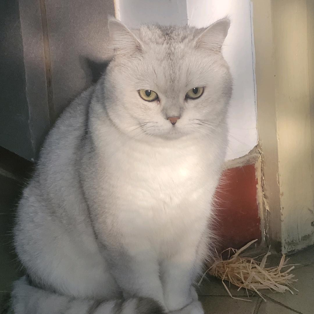 ss