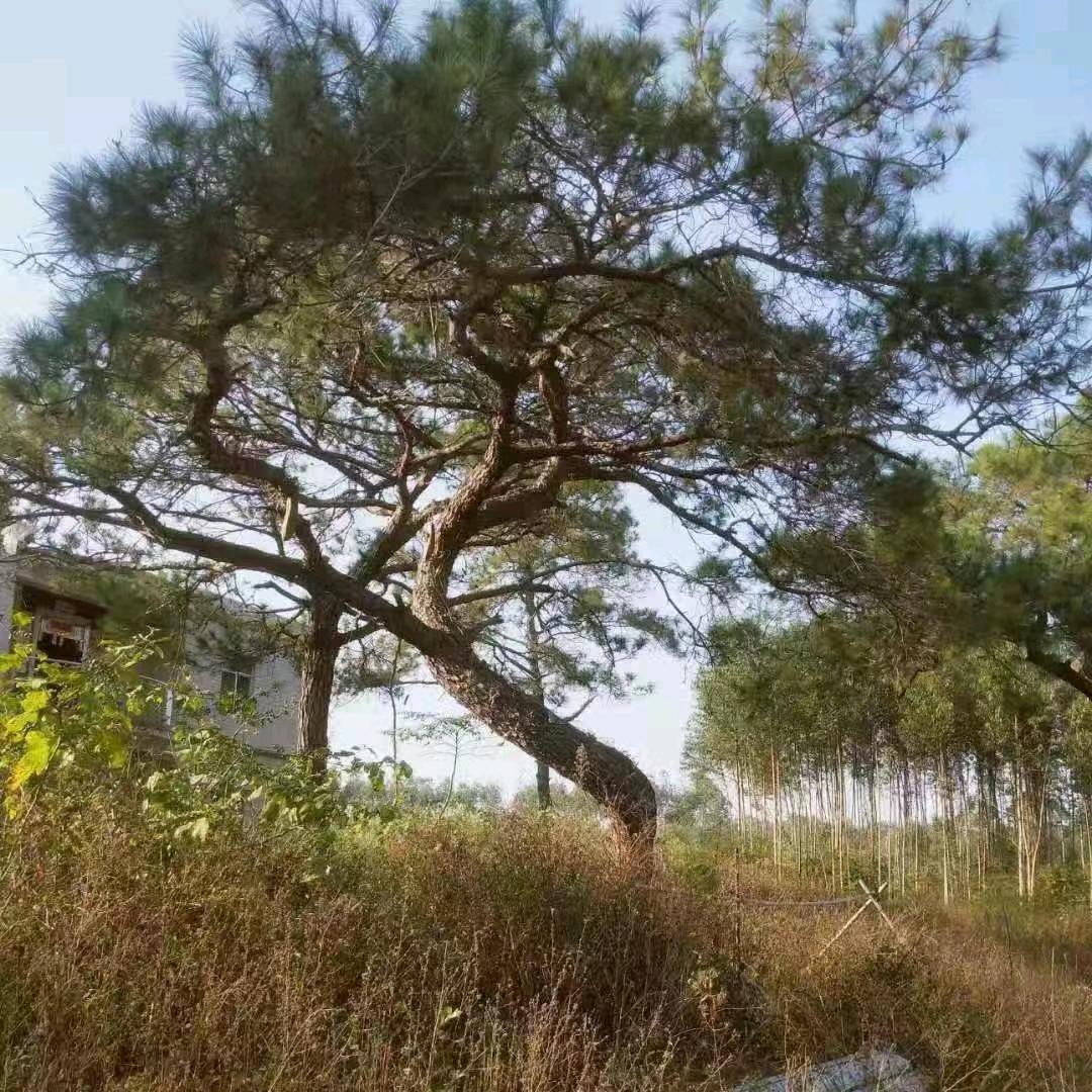 大康户外