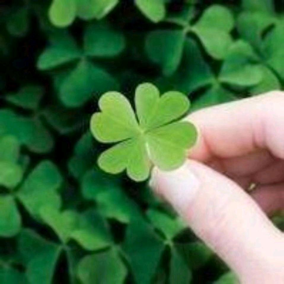 🍀田甜🍀